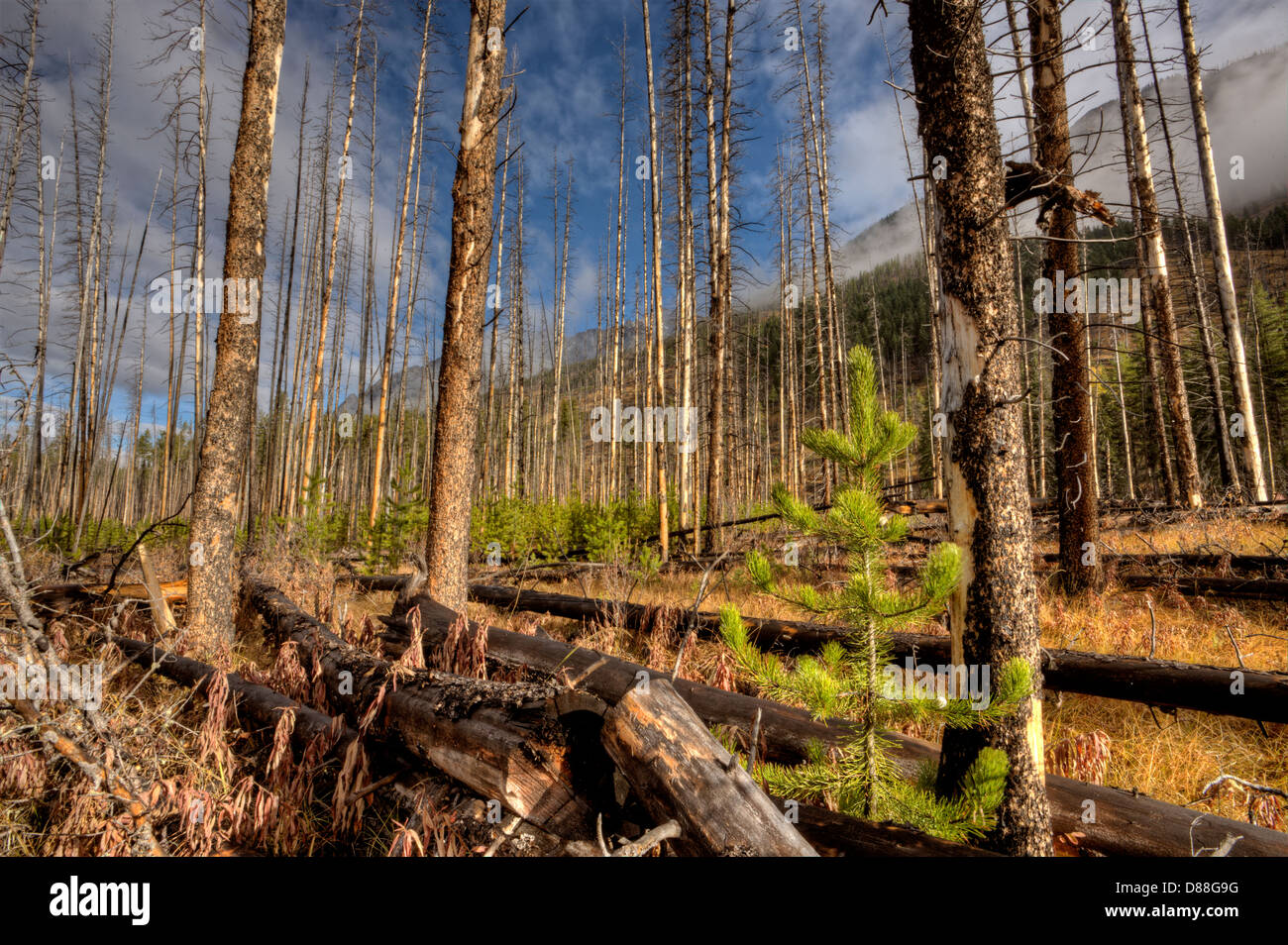 Forest Fire Banff Canada and some new growth Stock Photo Alamy