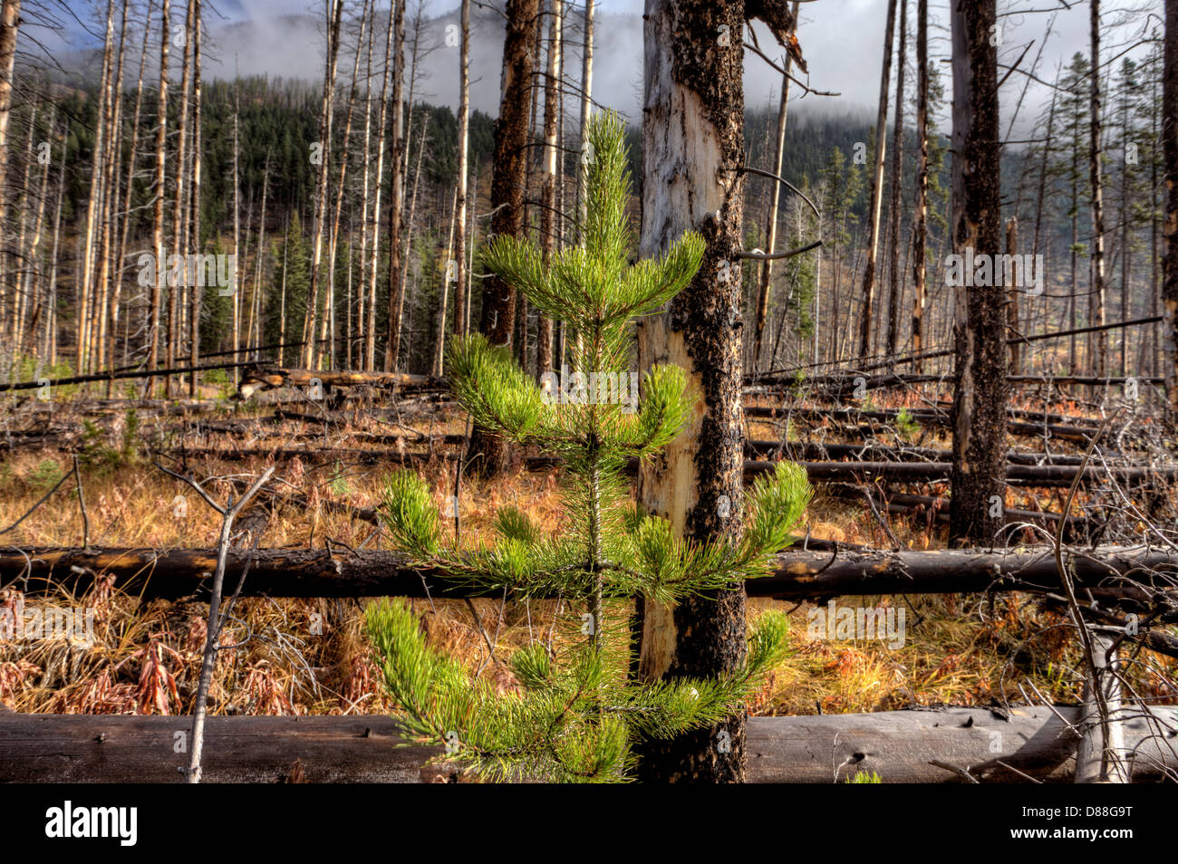 Forest Fire Banff Canada and some new growth Stock Photo Alamy