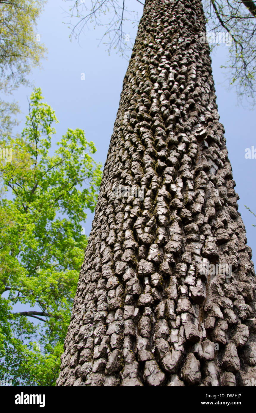 smooth bark trees in tennessee