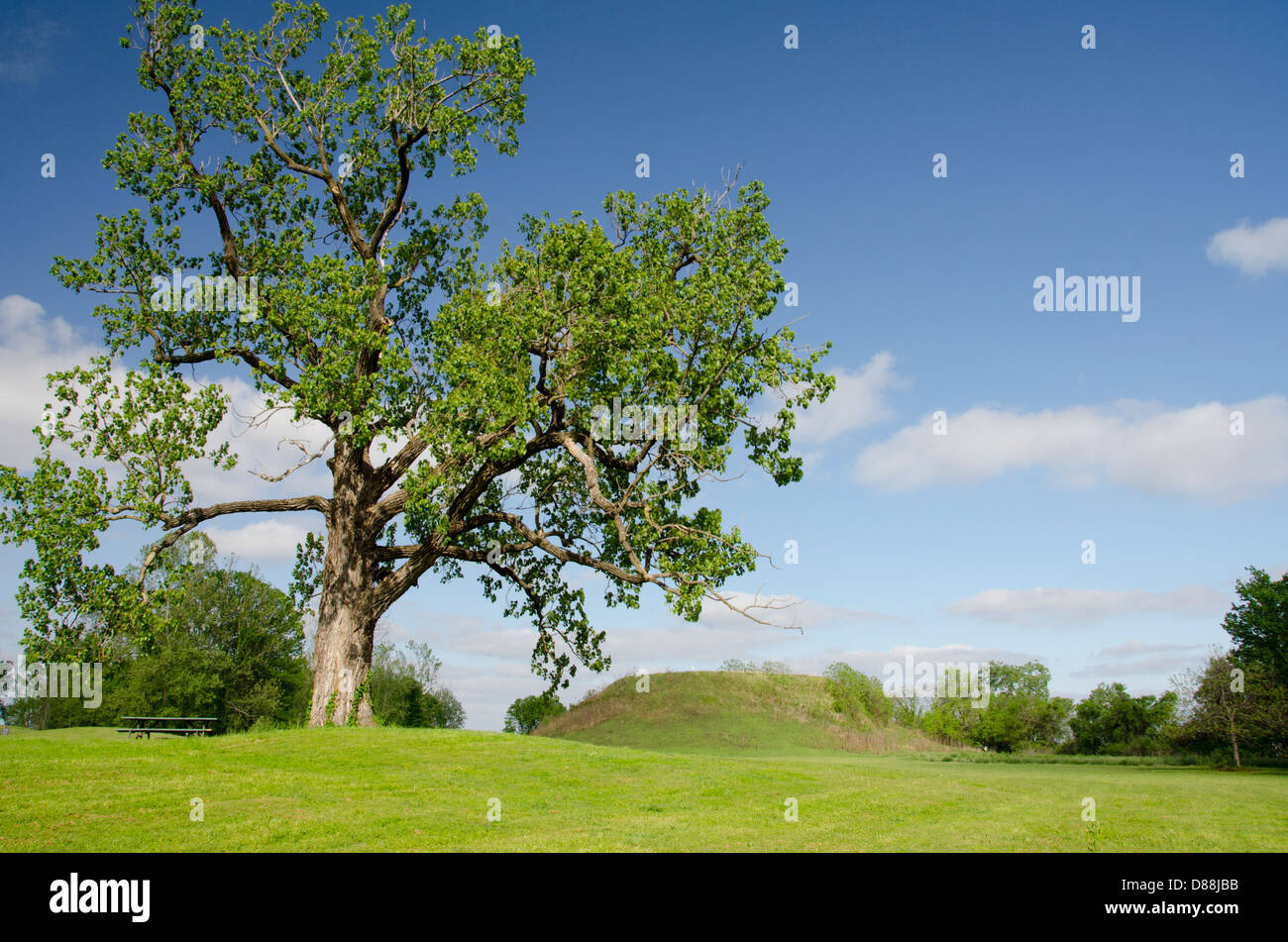 Mississippi, Greenville. Winterville Mounds, one of the largest Native