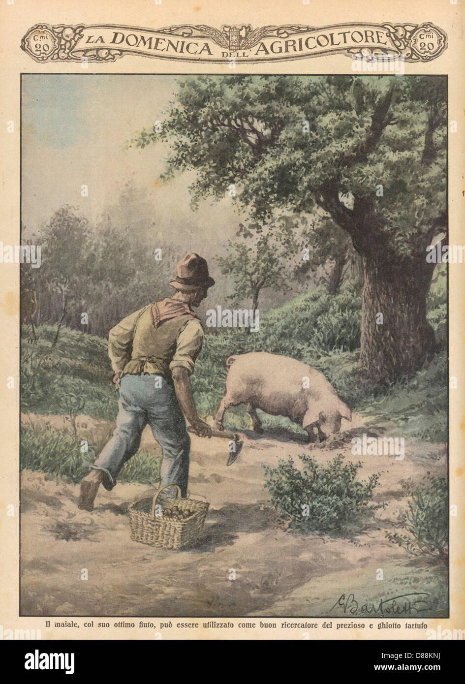 Truffle Hunt Pig 1929 Stock Photo Alamy