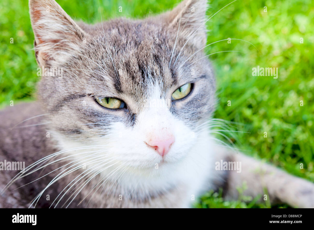 Close up portrait of domestic cat Stock Photo - Alamy