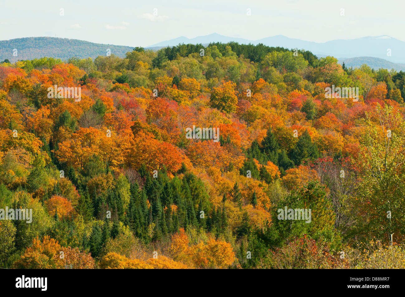 Fall Foliage near Danville, Vermont, USA Stock Photo Alamy