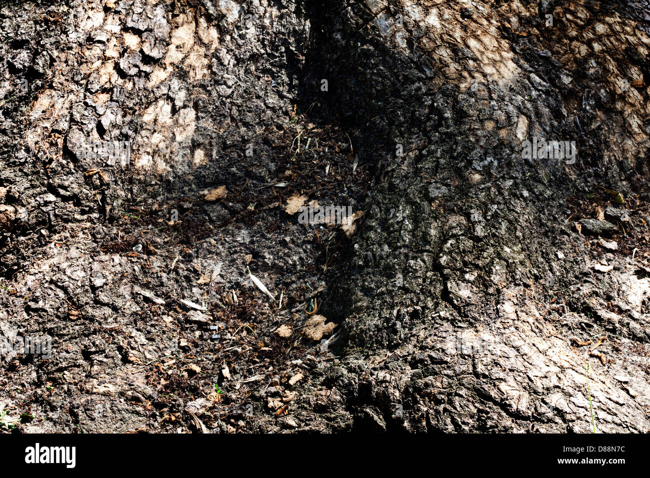 Root of the tree with bark closeup abstract background Stock Photo