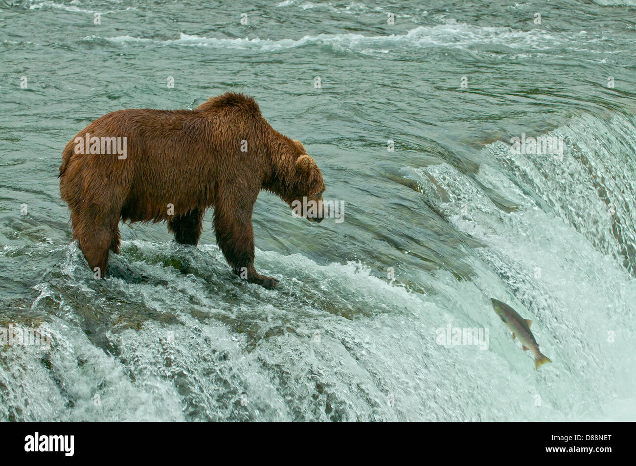 Brown Bear and Salmon at Brook Falls, Katmai NP, Alaska, USA Stock Photo