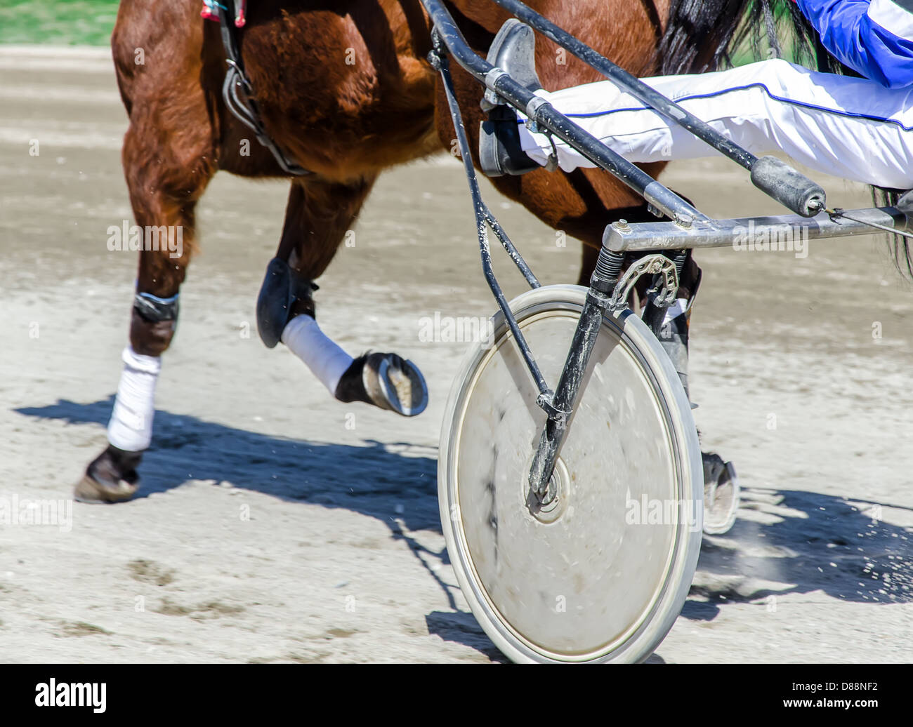 Harness racing. Racing horse harnessed to lightweight strollers. Stock Photo