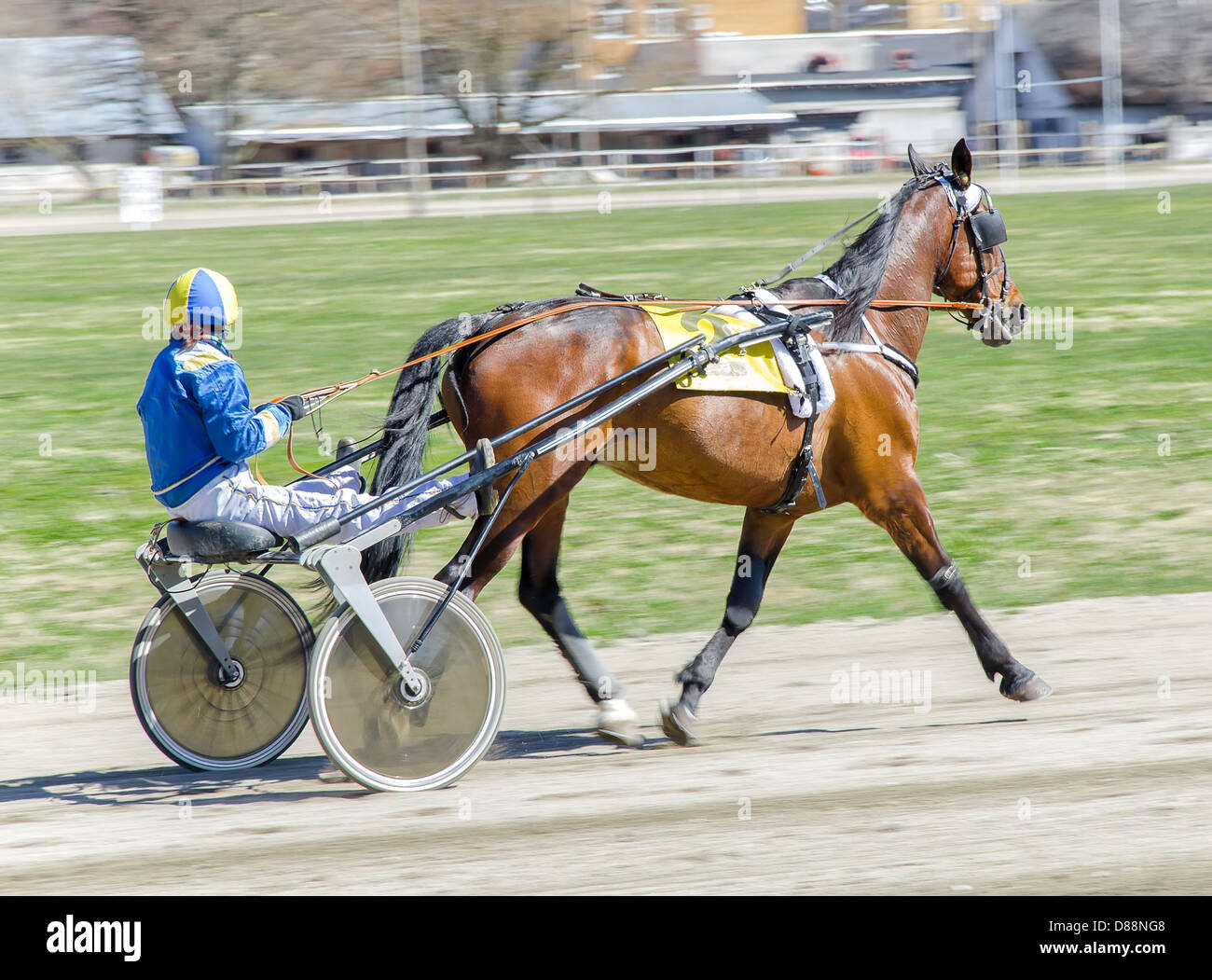 Harness racing. Racing horse harnessed to lightweight strollers. Stock Photo
