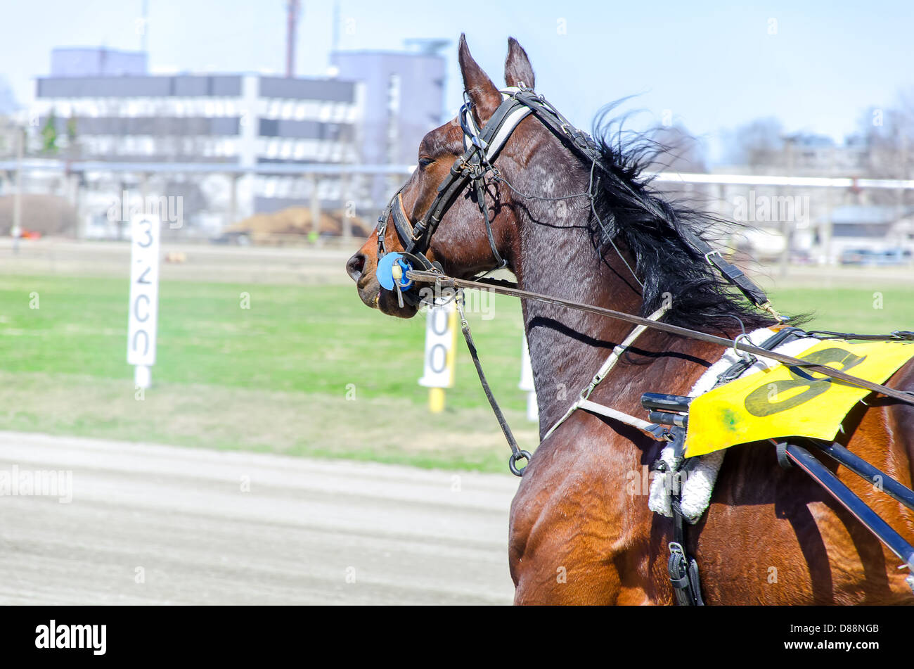 Harness racing. Racing horse in motion Stock Photo