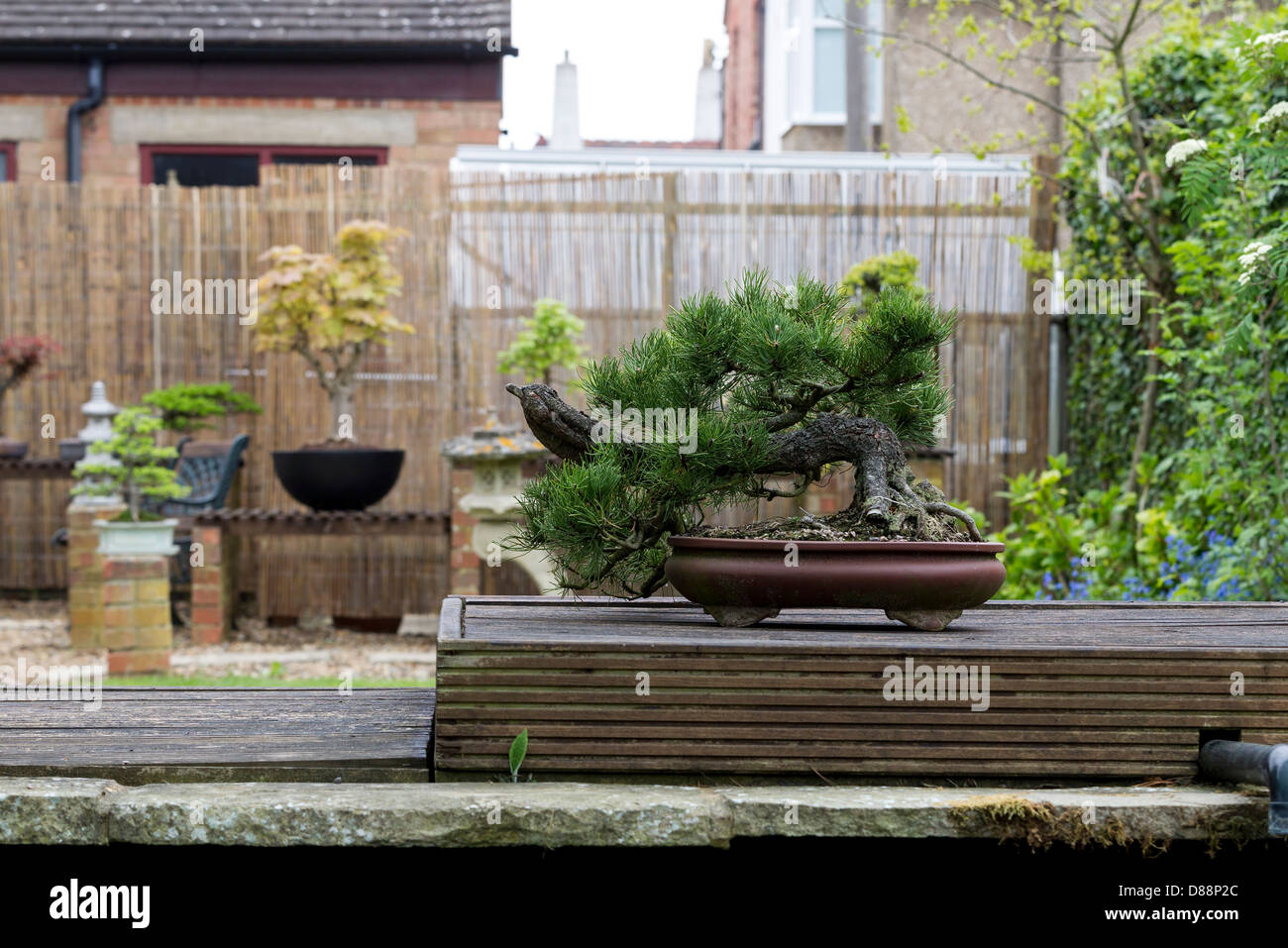 Garden display of Bonsai. Stock Photo