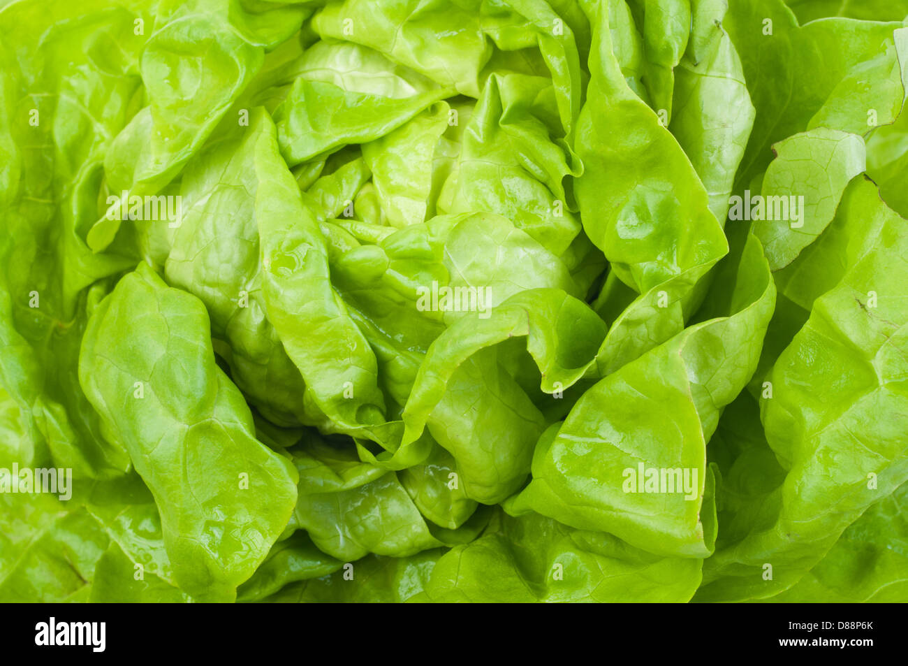 green background of the fresh lettuce Stock Photo - Alamy