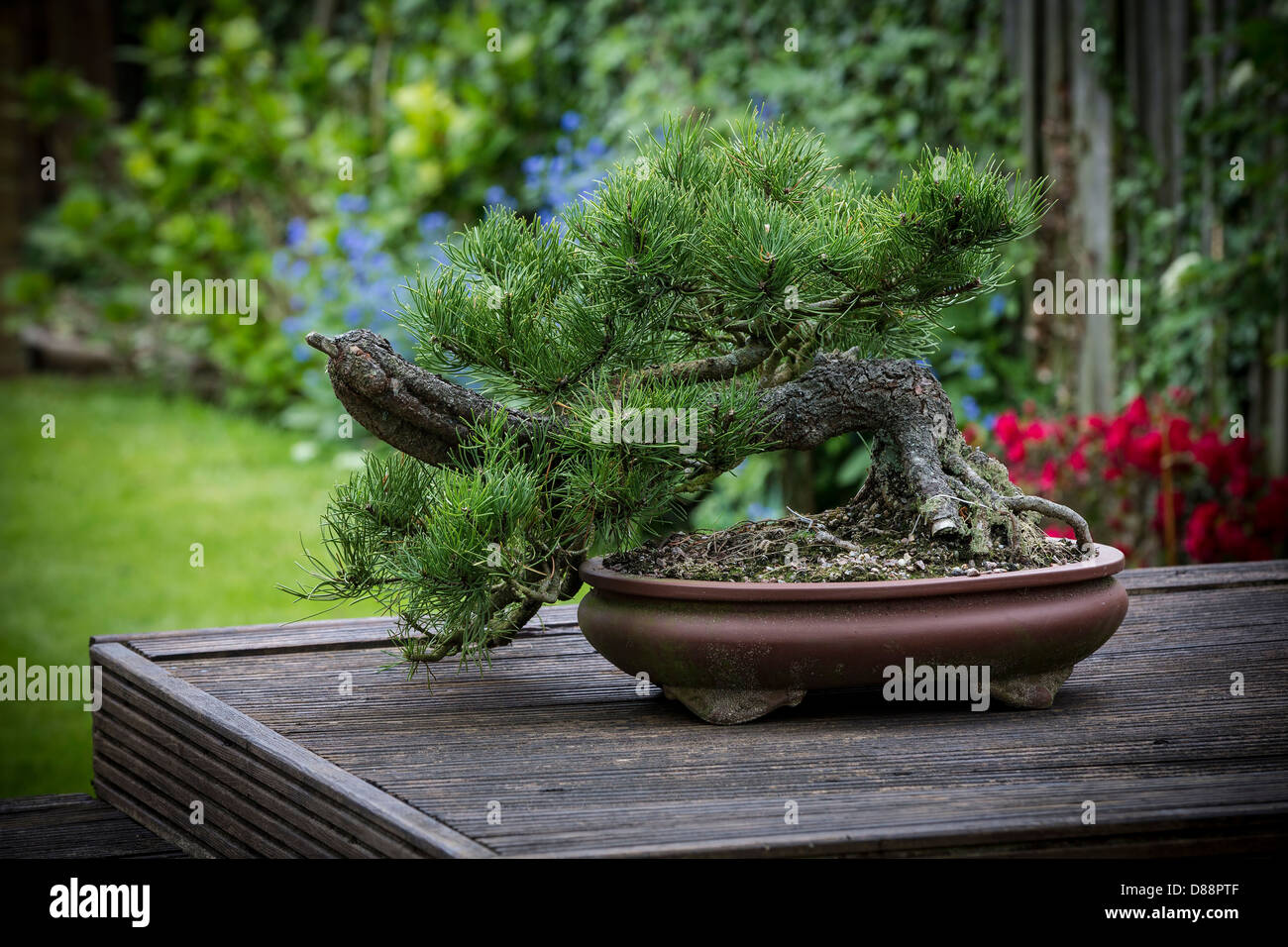 Lodgepole Pine. Pinus contorta, Stock Photo