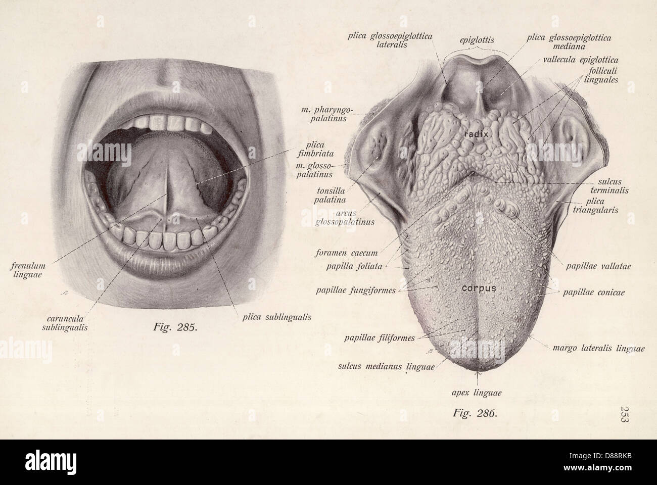 human tongue diagram