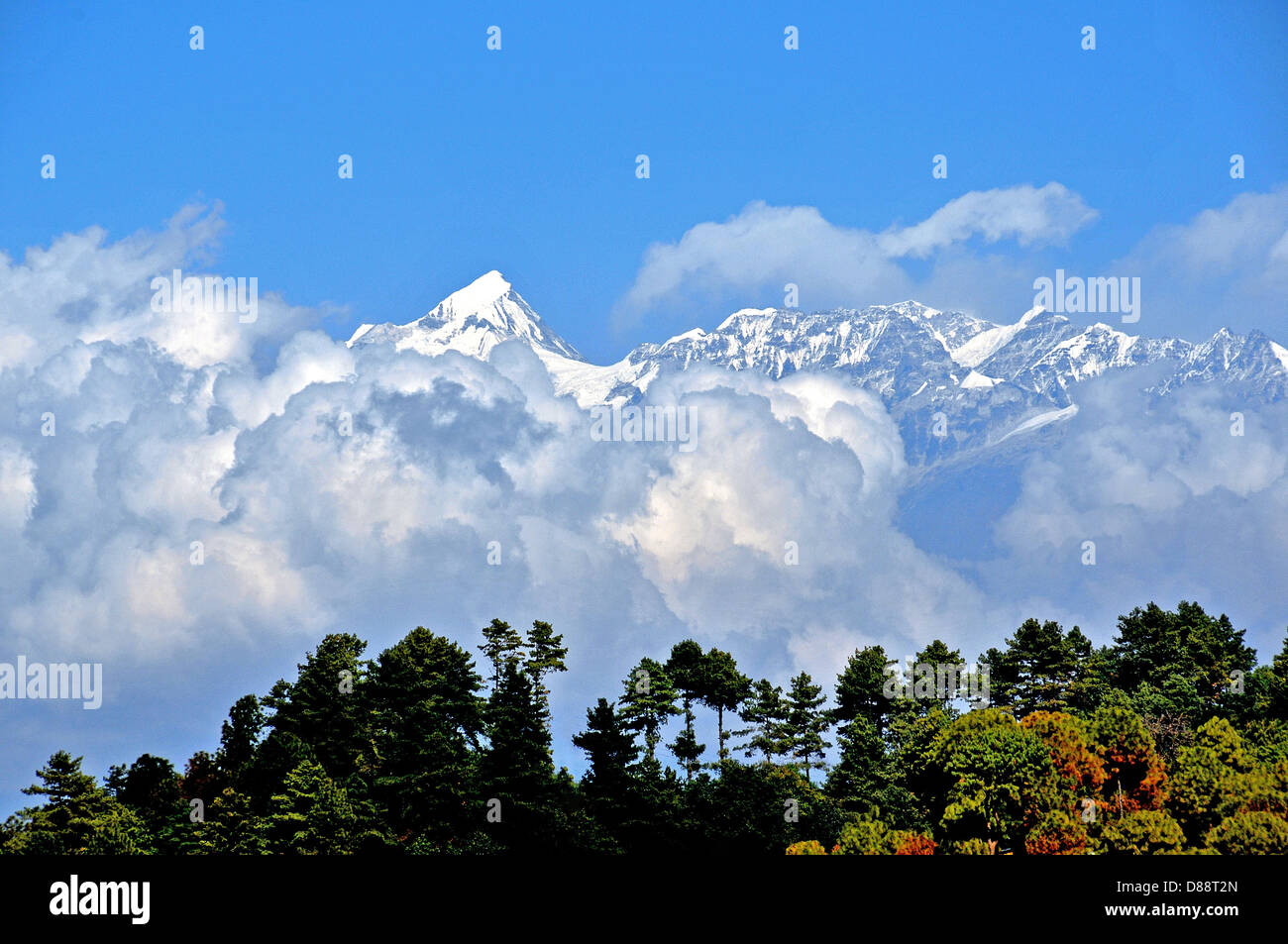 Himalaya firs hi-res stock photography and images - Alamy