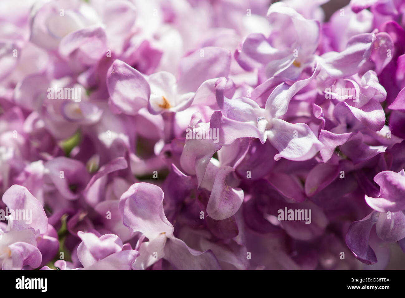 Closeup view of a pink lilacs Stock Photo