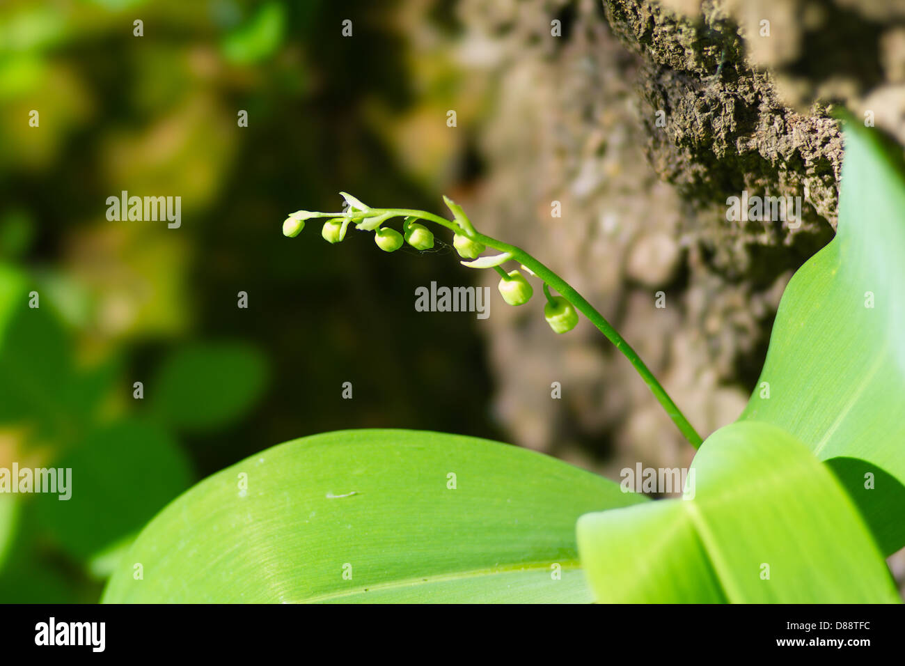 Lily-of-the-valley buds in a sunny day in the forest Stock Photo