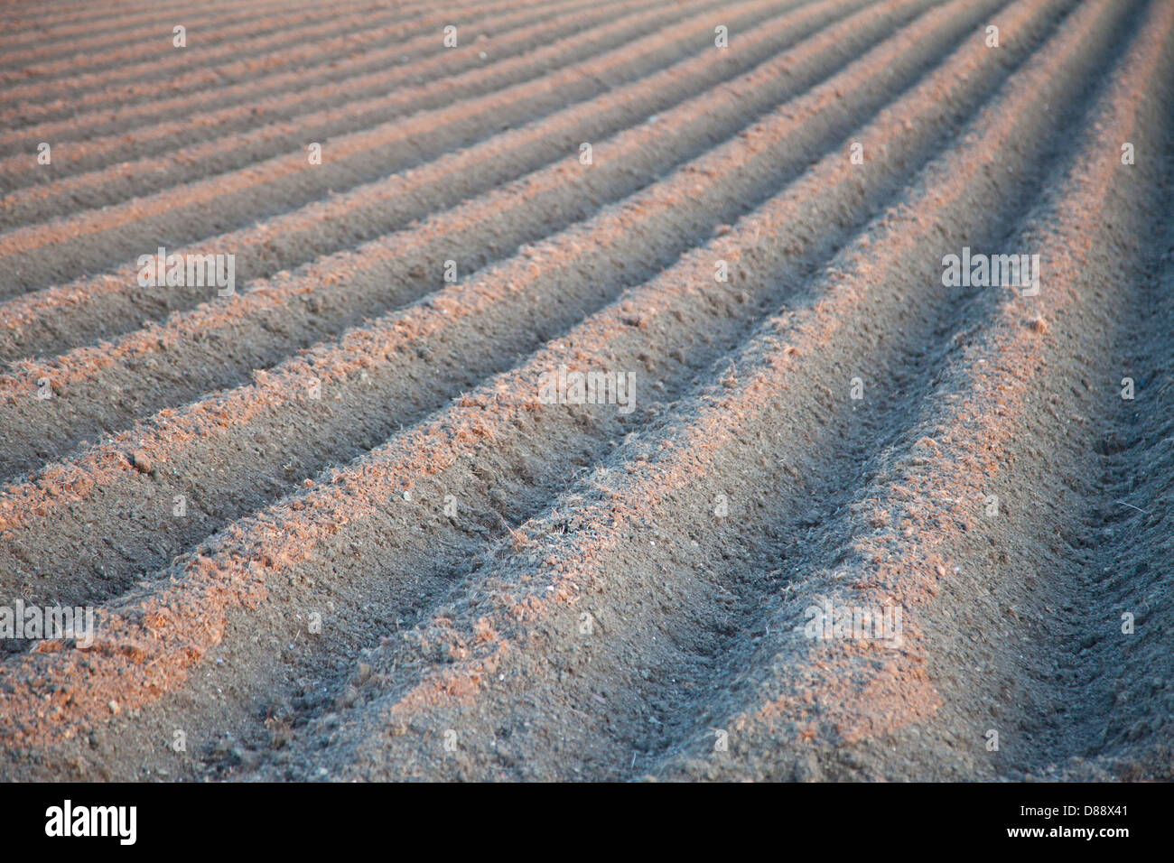 View at agricultural landscape with pattern Stock Photo