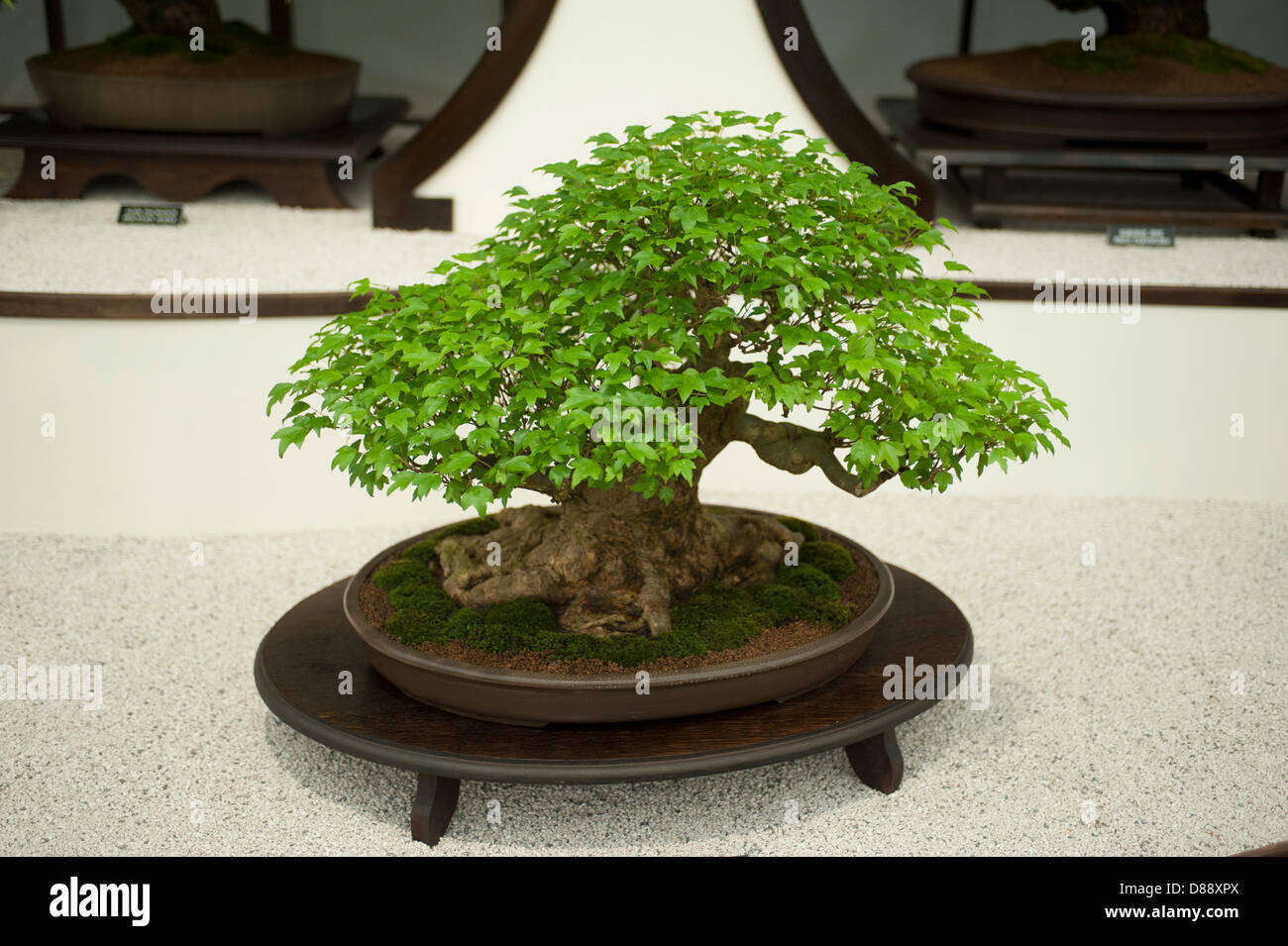 London, UK. 20th May 2013. Bonsai display in the Great Pavilion at the