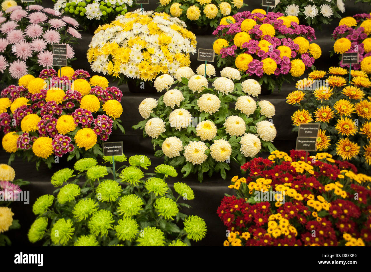 London, UK. 20th May 2013. Chrysanthemums on display in the Great Pavilion at the RHS Chelsea Flower Show. Credit:  Malcolm Park / Alamy Live News Stock Photo