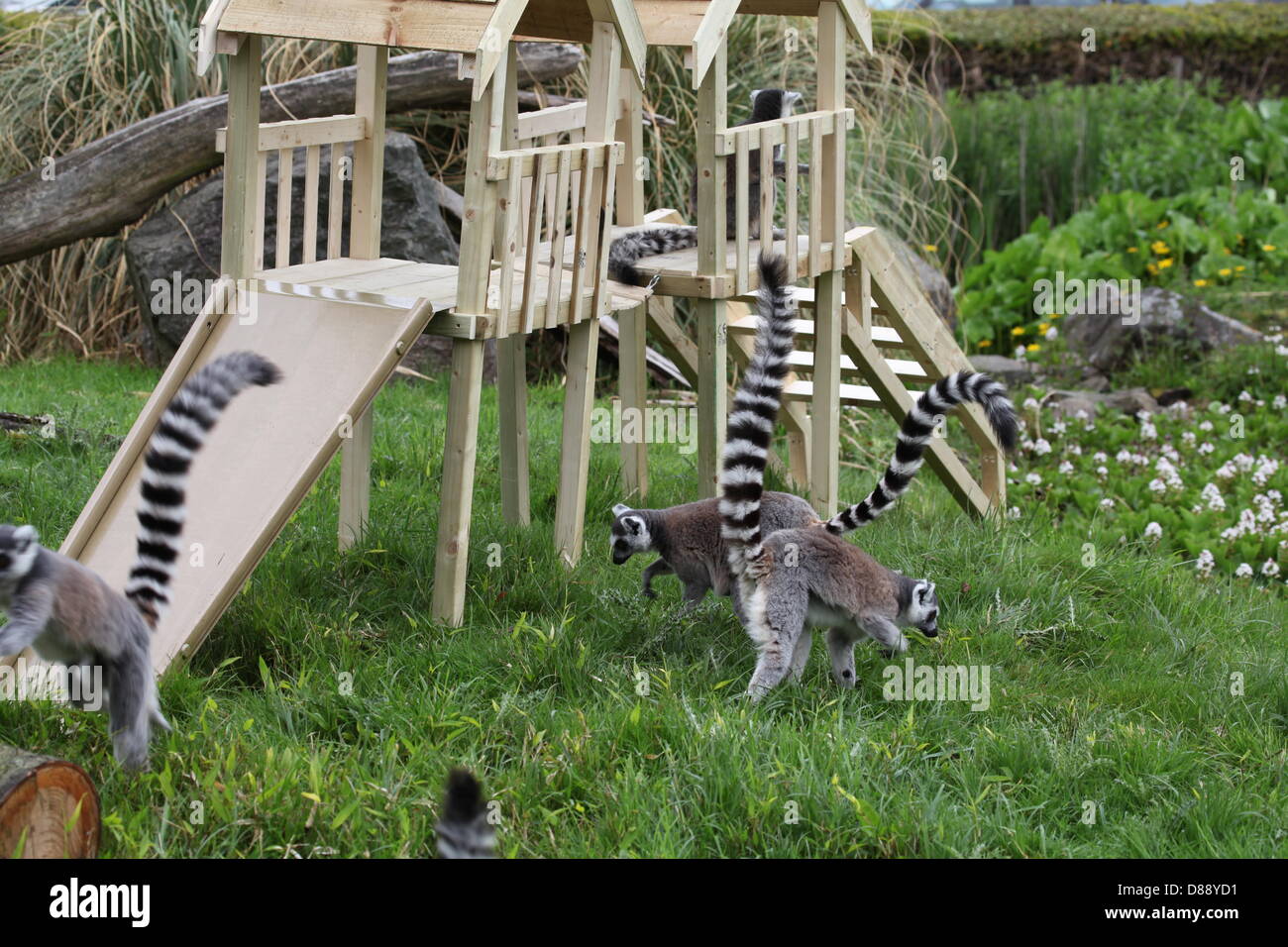 Photo inspiration: Small Indoor Lemur Play Area Reference: Zsl Whipsnade Zoo Bedfordshire Uk 22Nd May 2013 Ring Tailed