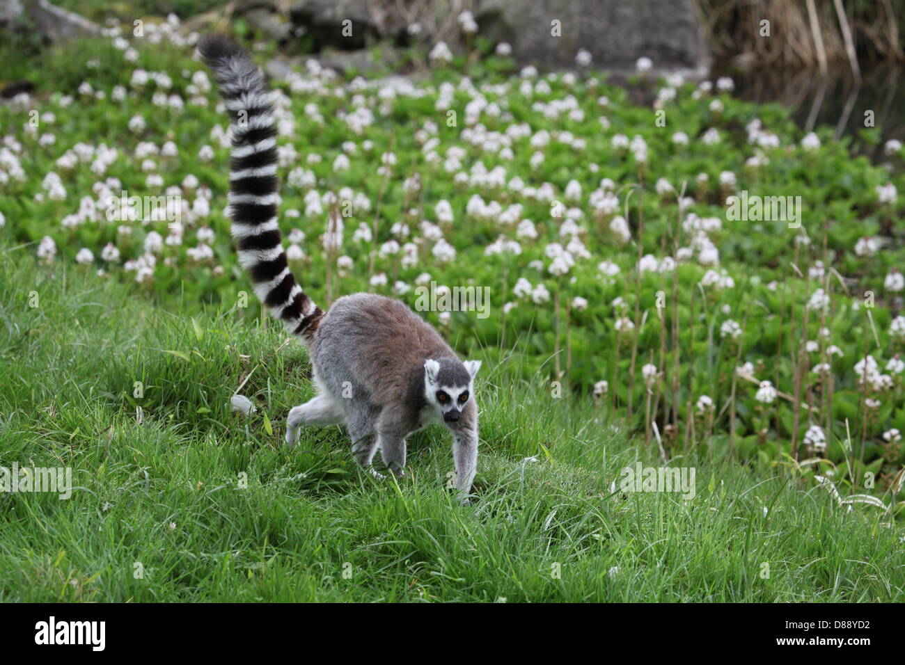 ZSL Whipsnade Zoo, Bedfordshire, UK. 22nd May 2013. Ring-tailed lemurs (Lemur Catta) try out the custom-made climbing frame to celebrate the launch of the brand new adventure play area, Hullabazoo. Credit:  Neville Styles / Alamy Live News Stock Photo