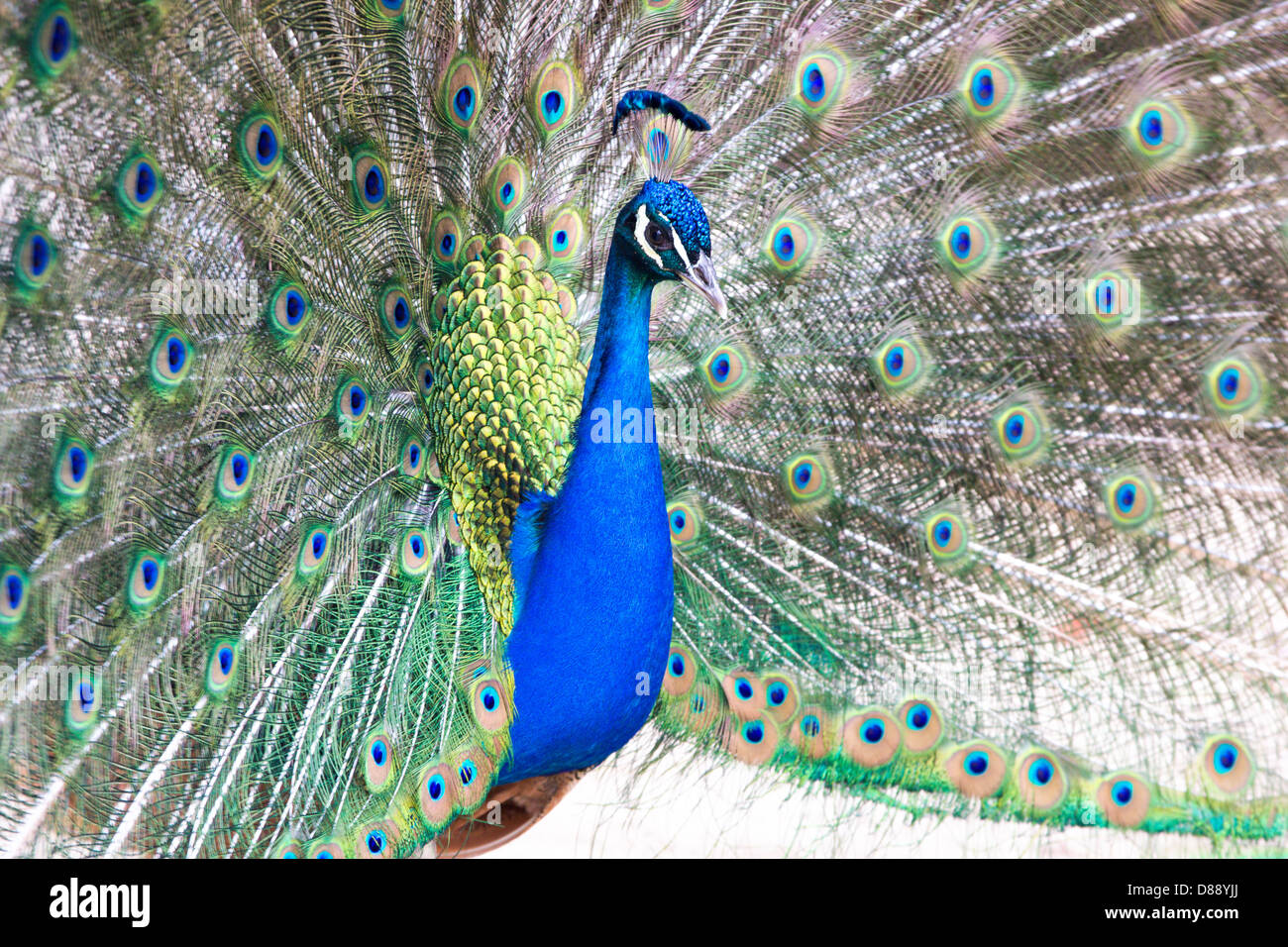 Peacock bird animal blue hi-res stock photography and images - Alamy