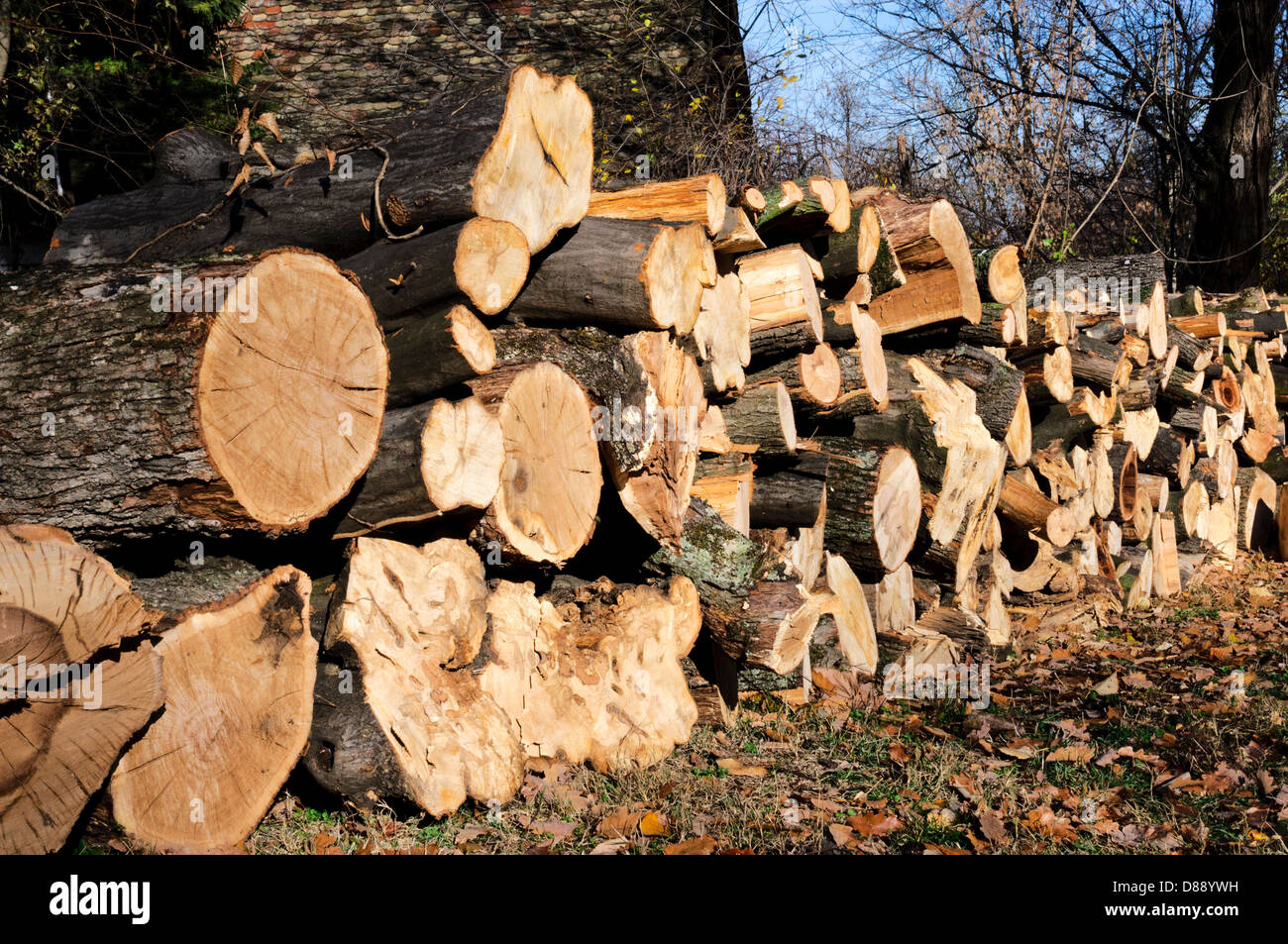 Cuted Wood In The Line Stock Photo Alamy