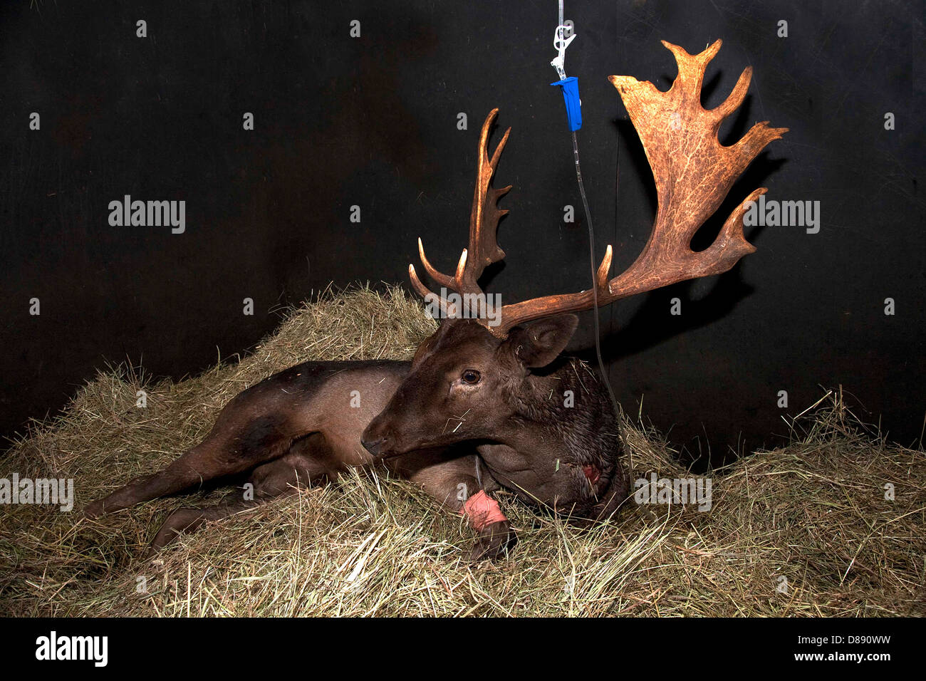 Fallow Deer Buck in shed on drip Stock Photo