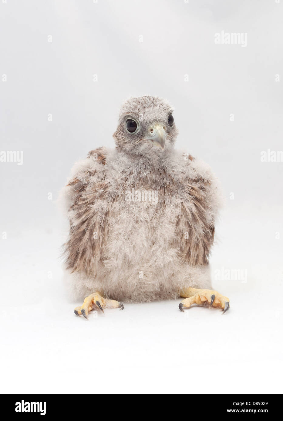 Juvenile common kestrel in studio Stock Photo