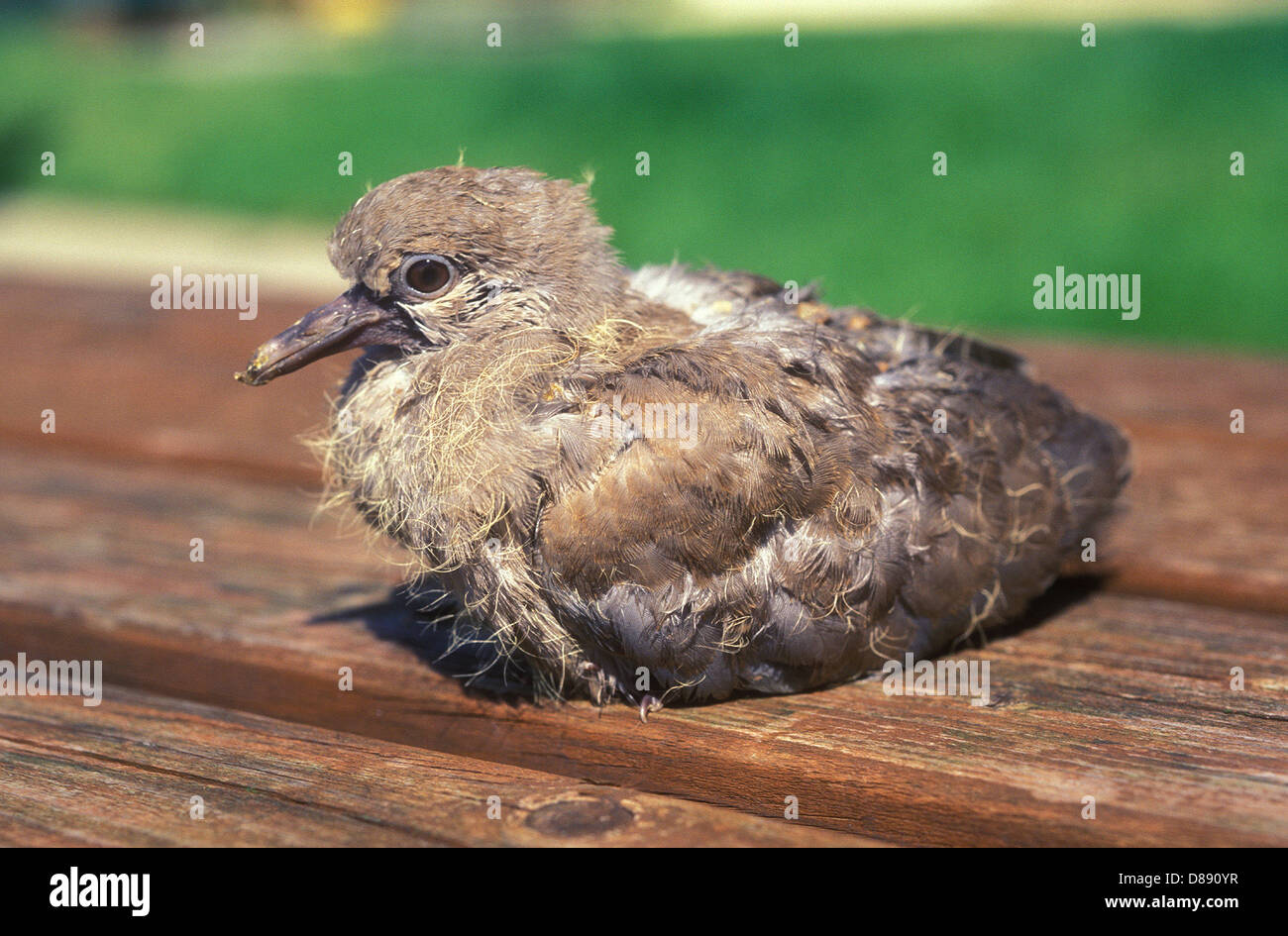 Young collared dove in garden Stock Photo