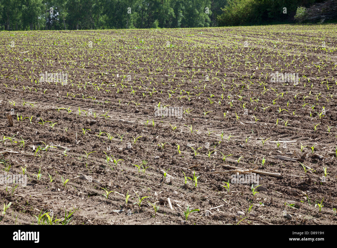 young sweetcorn plants in field, Brandenburg, German Stock Photo