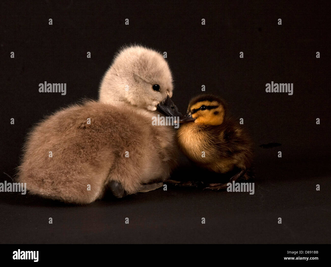 Mute swan cygnet and mallard duckling in studio Stock Photo