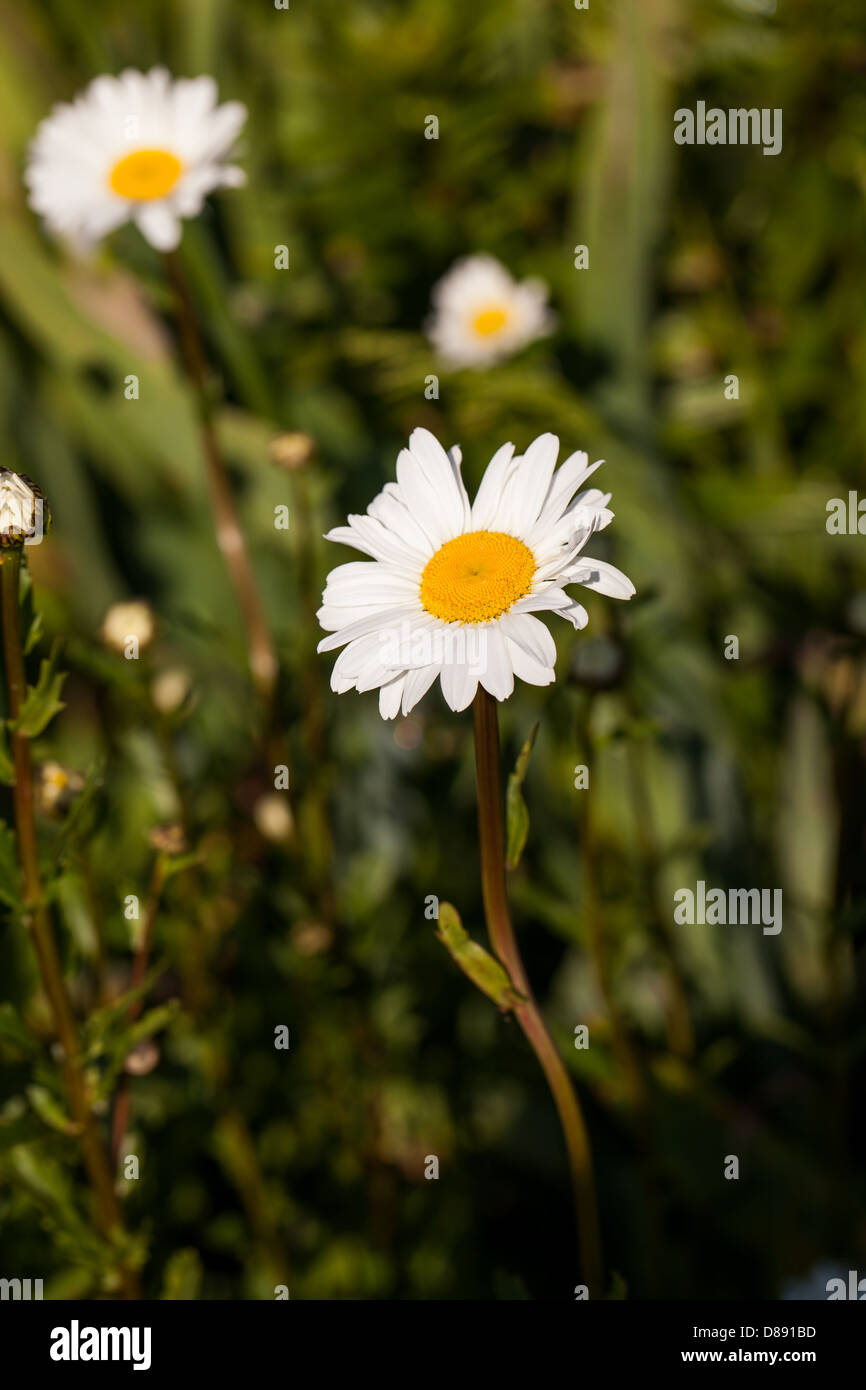 beautiful daisies in the spring garden Stock Photo