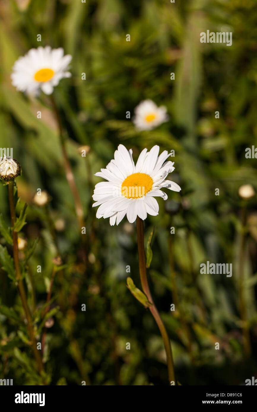 beautiful daisies in the spring garden Stock Photo
