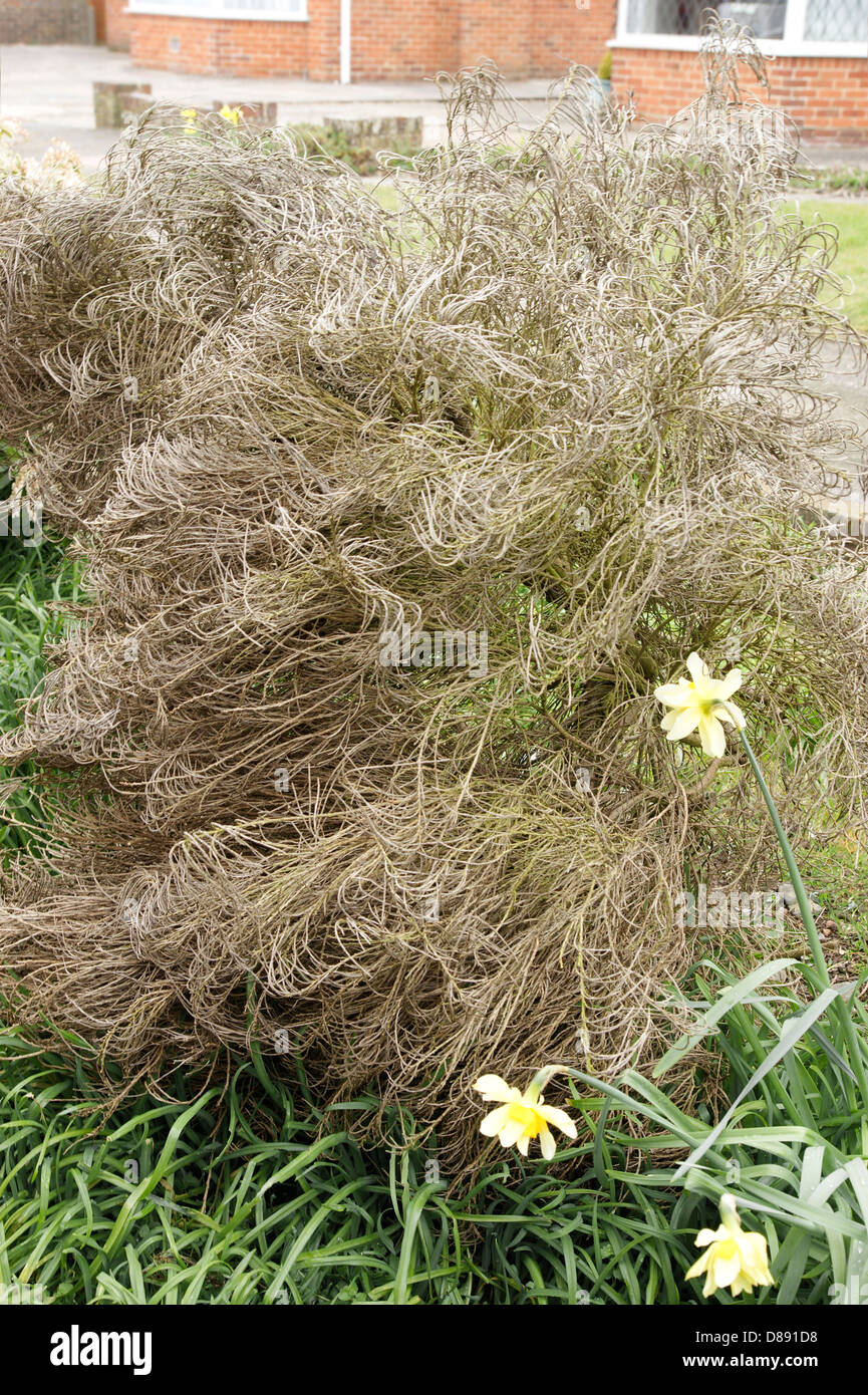 Spanish broom genista died due to climate change & severe weather conditions Stock Photo