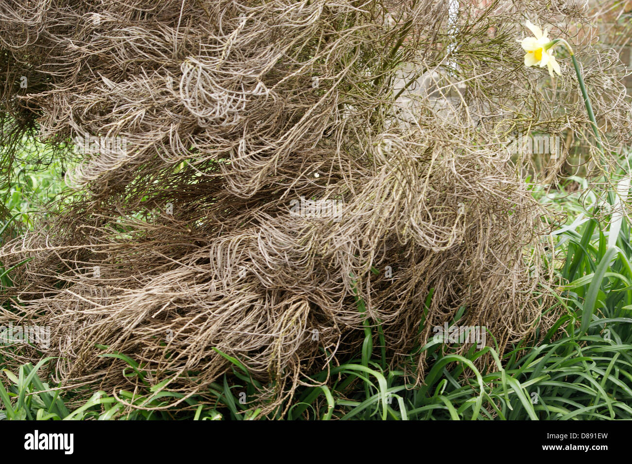 Spanish broom genista died due to climate change & severe weather conditions Stock Photo