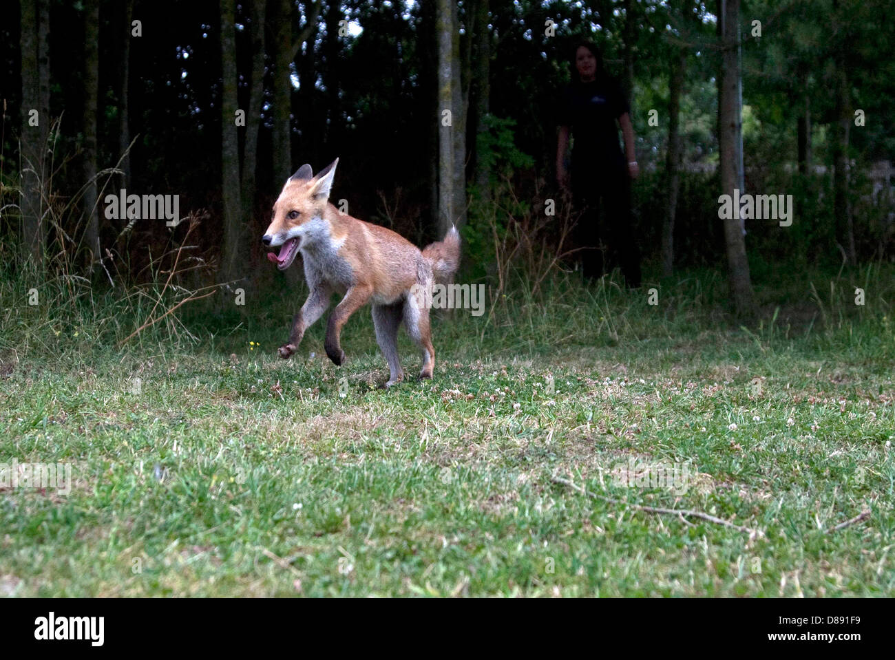 Leucistic Fox Cub Jumping Stock Photo