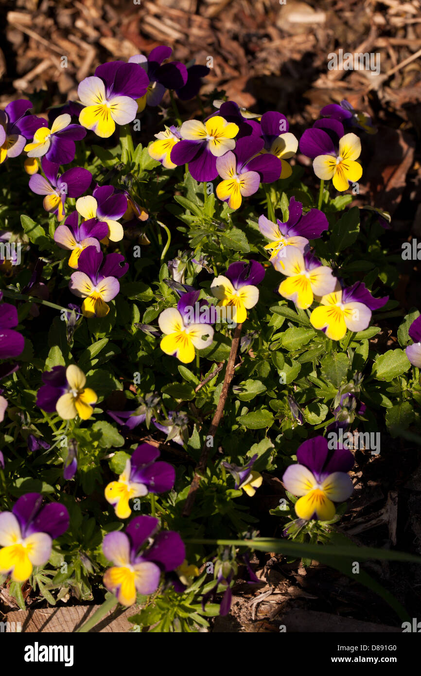Yellow and purple viola flowers in a quiet spring garden in Brittany