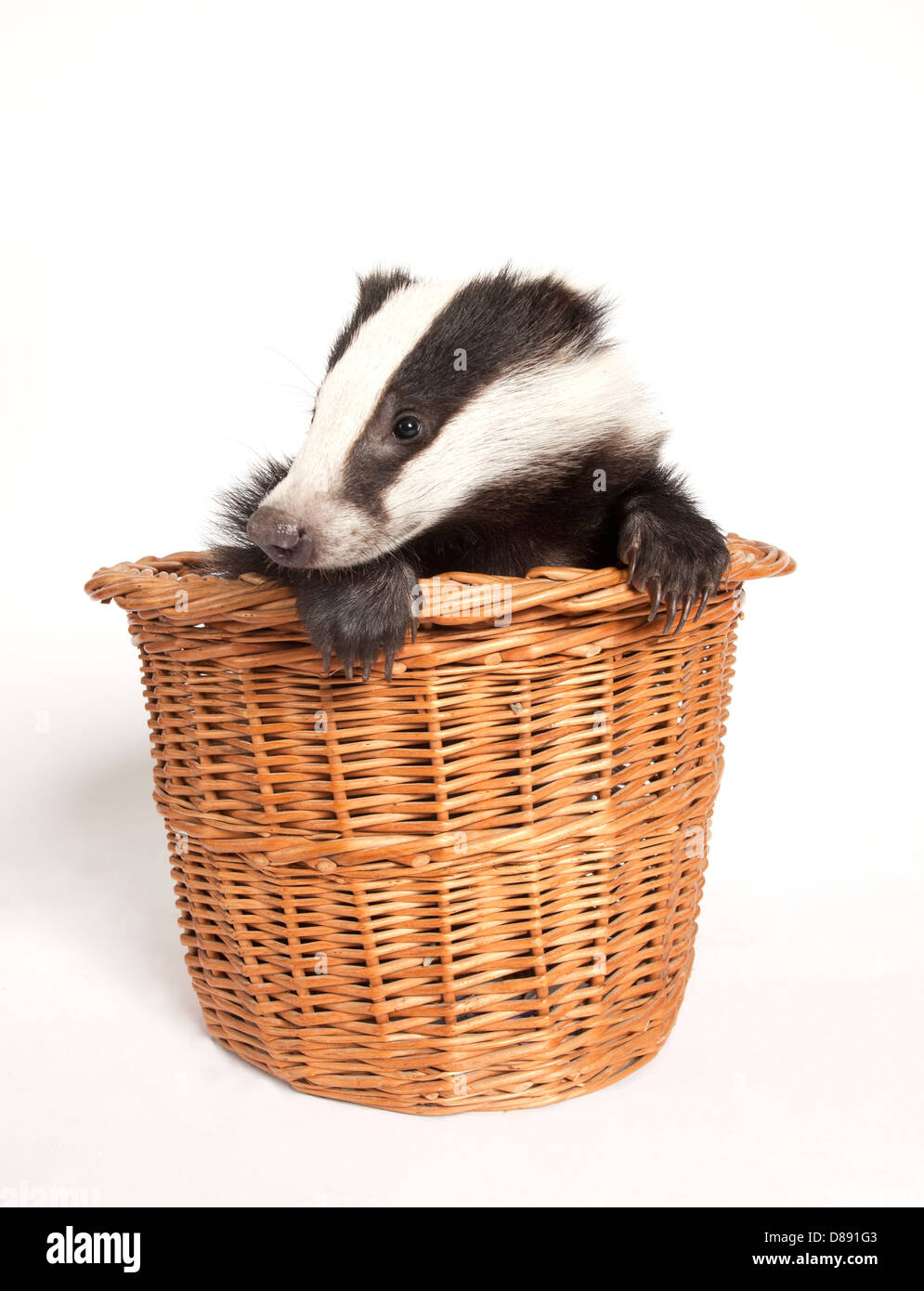 Badger cub in basket in studio Stock Photo