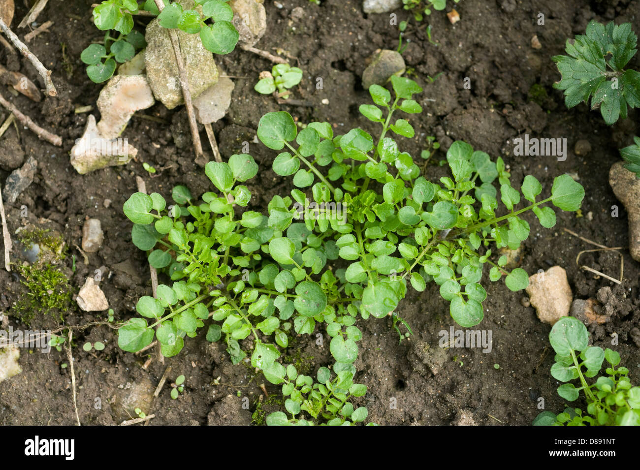 Young plants of hairy bittercress, Cardamine hirsuta, on soil Stock Photo