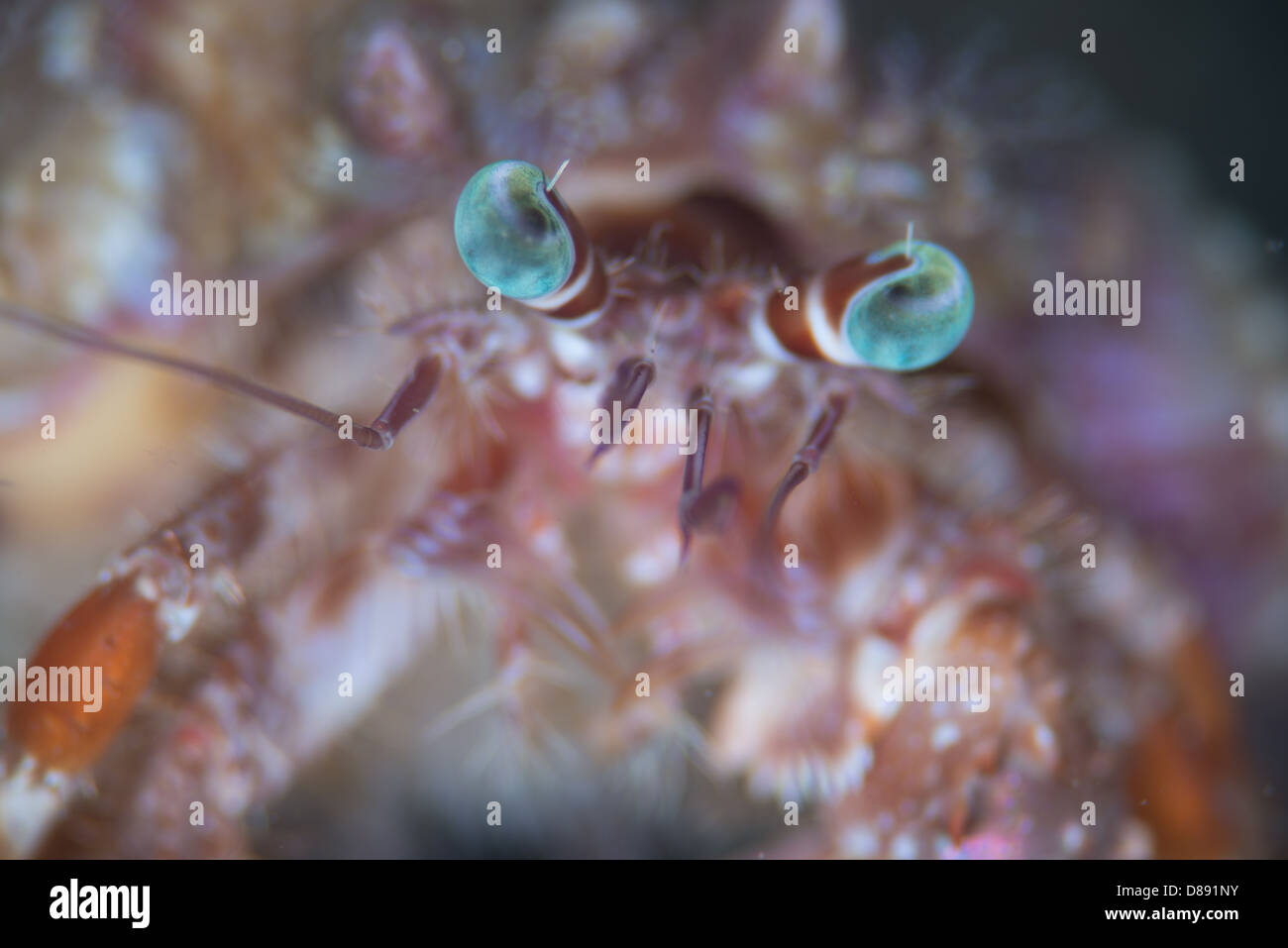 Anemone Hermit Crab portrait ( Dardanus pedunculatus Stock Photo - Alamy