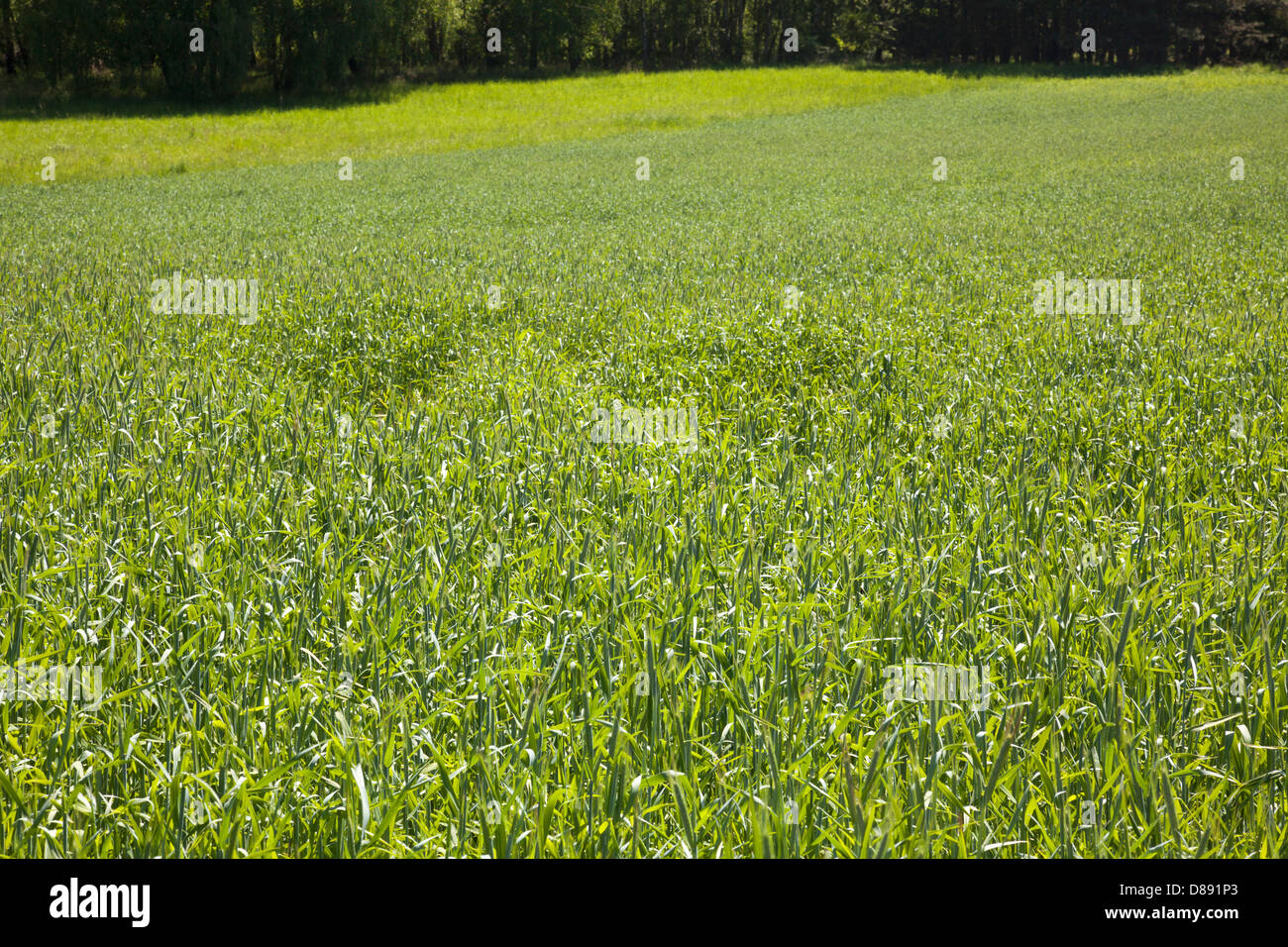 Wheat field, Brandenburg, German Stock Photo