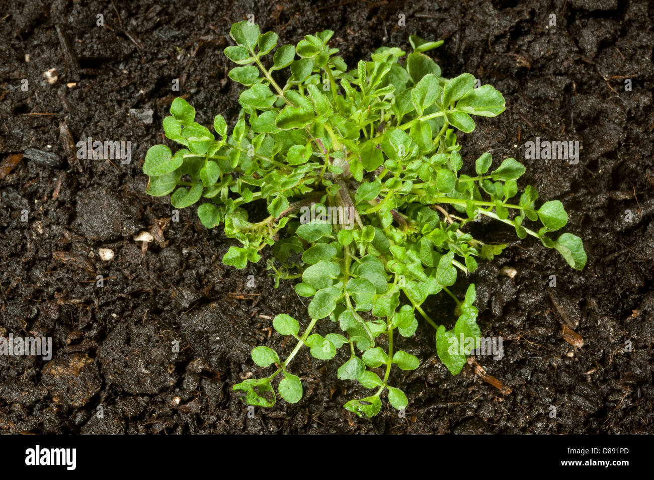 Hairy bittercress, Cardamine hirsuta, plant before flowering Stock Photo