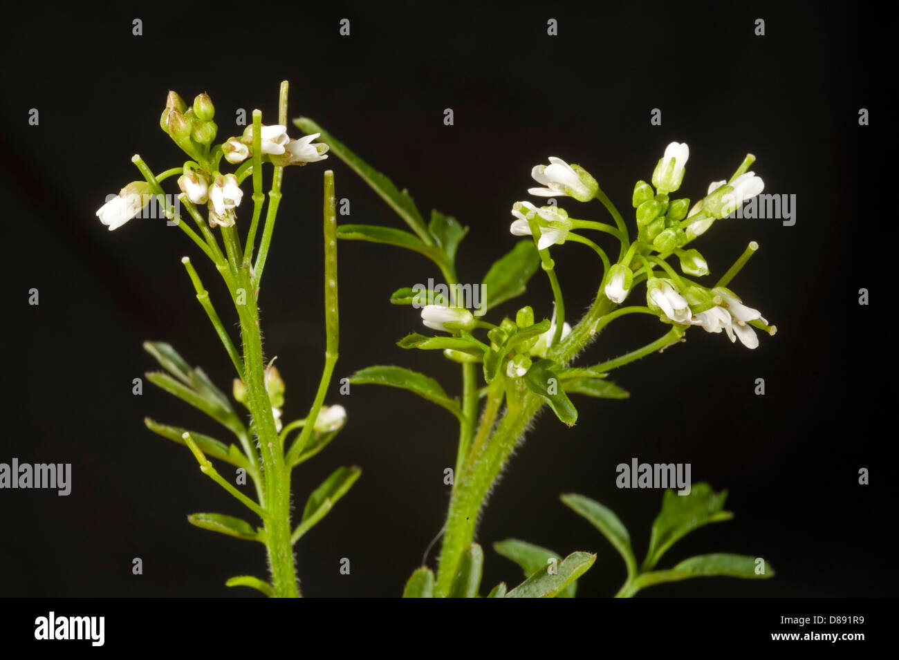 Flowers of hairy bittercress, Cardamine hirsuta, Stock Photo