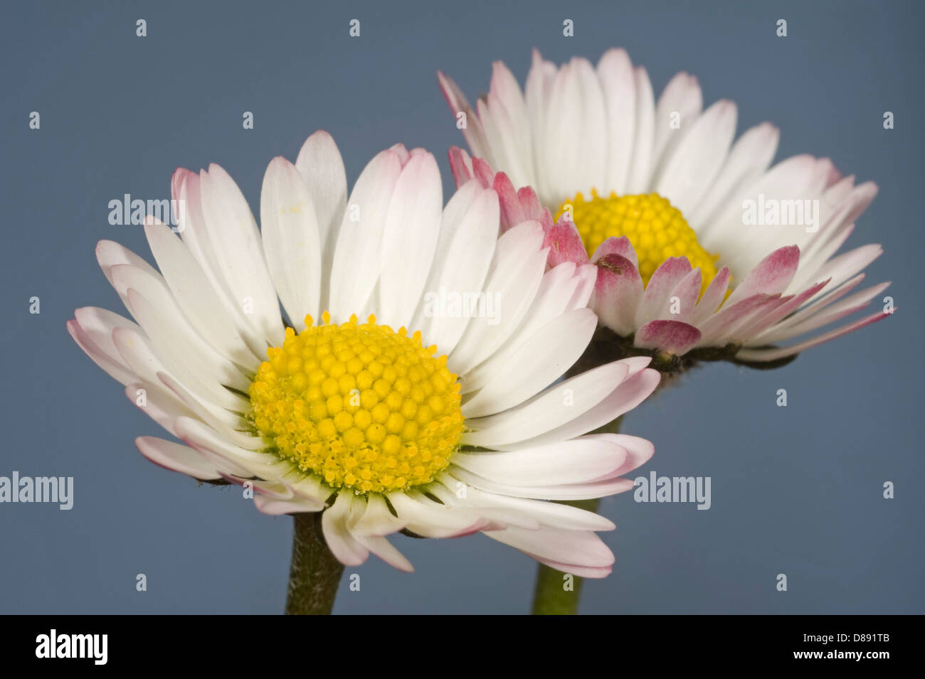 Flower of a daisy, Bellis perennis, with a slight pink tinge Stock Photo