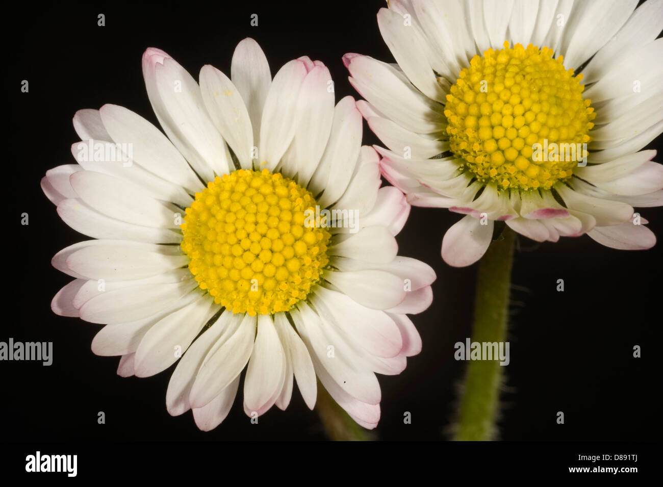 Flower of a daisy, Bellis perennis, with a slight pink tinge Stock Photo