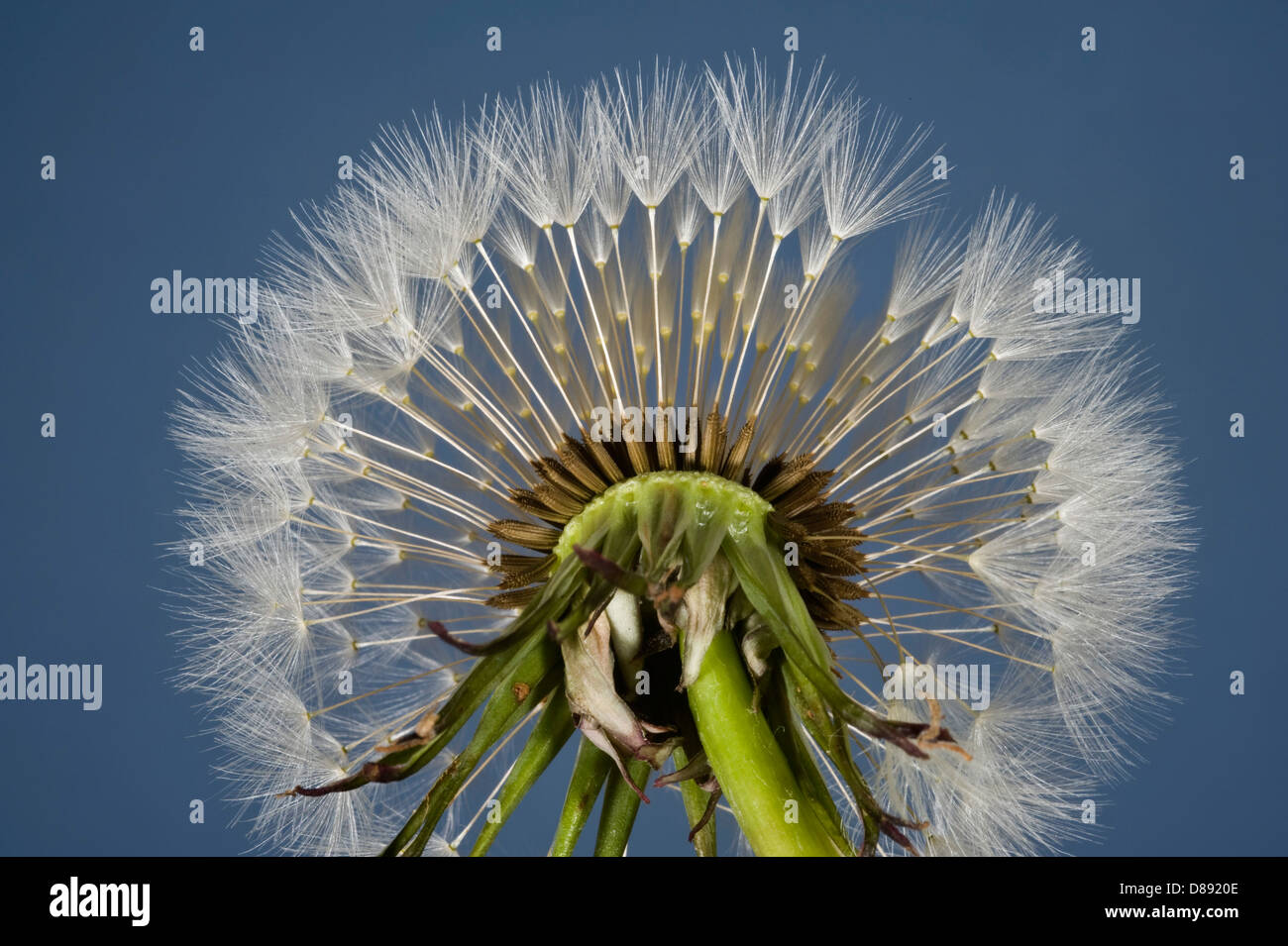 "Parachutes" or pappus of a dandelion, Taraxacum officinale, seedhead Stock Photo