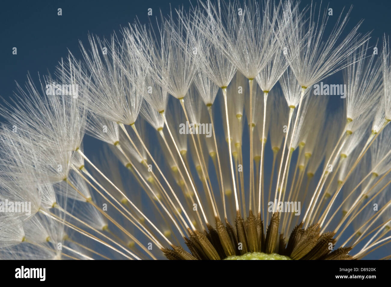 'Parachutes' or pappus of a dandelion, Taraxacum officinale, seedhead Stock Photo