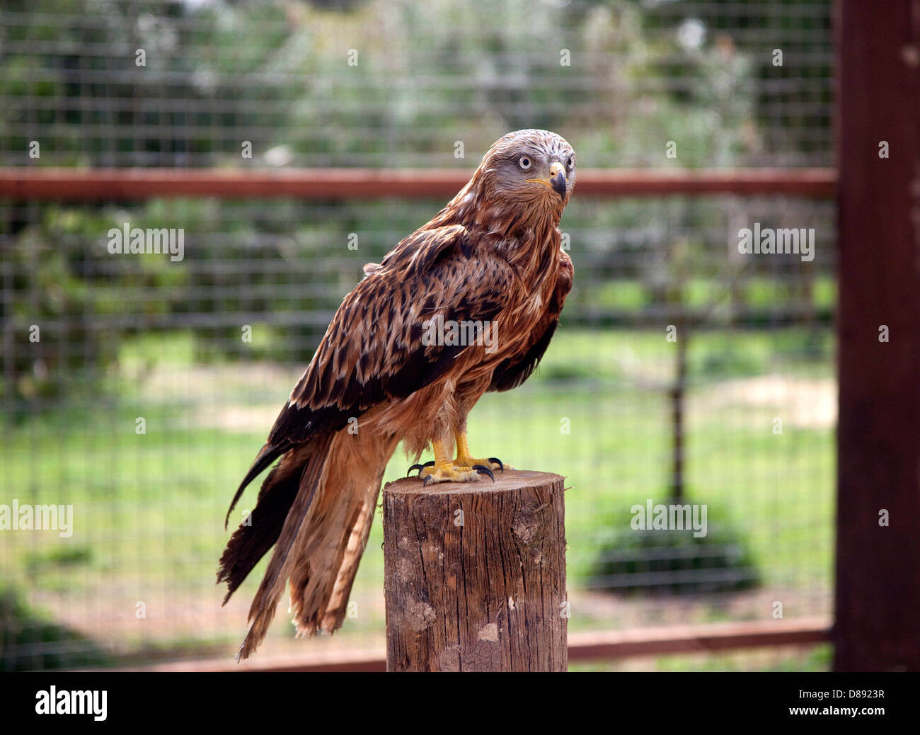 Red kite on perch in aviary Stock Photo