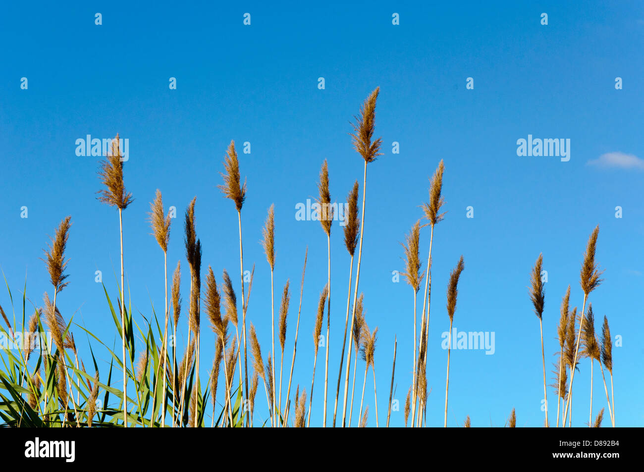 Seedy reed stalks and head Stock Photo