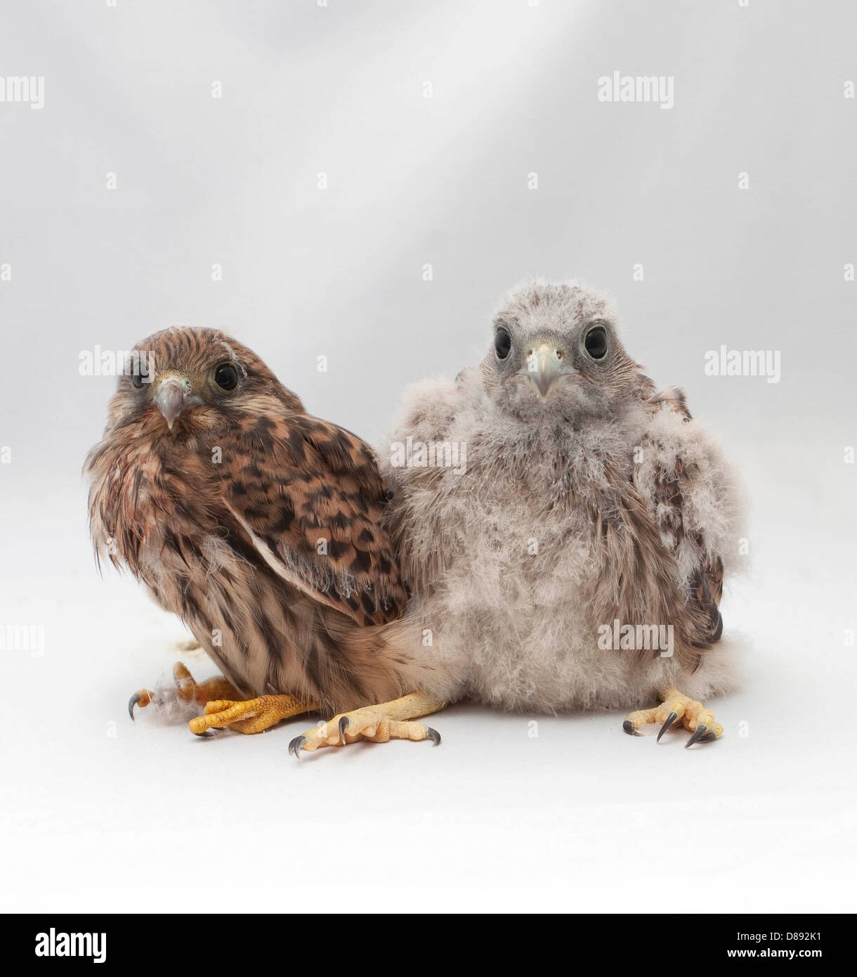 Sub Adult and juvenile kestrel in studio Stock Photo